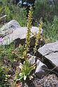 orchis anthropophora